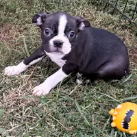 Blair, a female Boston Terrier for sale in Avon, IL – Photo 1 of 3