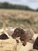 Male 2 Dapple Miniature Dachshund , a male Miniature Dachshund for sale in Avon, IL – 2 of 6