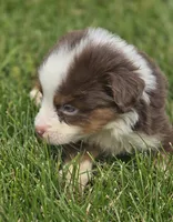 Mini Aussie  Male 4, a male Miniature Australian Shepherd for sale in Avon, IL – 2 of 4