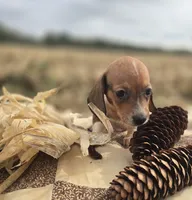 Male 3 Miniature Dachshund , a male Miniature Dachshund for sale in Avon, IL – 1 of 5