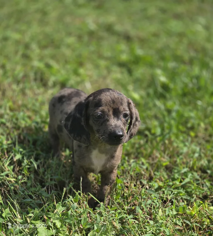 Dapple Male 2 – Miniature Dachshund puppy for sale in Avon, IL