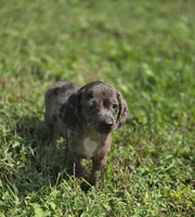 Dapple Male 2, a male Miniature Dachshund for sale in Avon, IL – 1 of 6