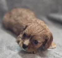 Ruby Female , a female Cavalier King Charles Spaniel for sale in Avon, IL – Photo 5 of 5