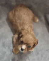 Ruby Female , a female Cavalier King Charles Spaniel for sale in Avon, IL – Photo 3 of 5