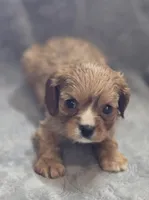 Ruby Female , a female Cavalier King Charles Spaniel for sale in Avon, IL – Photo 2 of 5