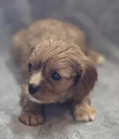 Ruby Female , a female Cavalier King Charles Spaniel for sale in Avon, IL – Photo 4 of 5