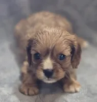 Ruby Female , a female Cavalier King Charles Spaniel for sale in Avon, IL – Photo 1 of 5