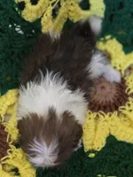 Shih Tzu female , a female Shih Tzu for sale in Avon, IL – Photo 2 of 6