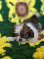 Shih Tzu female , a female Shih Tzu for sale in Avon, IL – Photo 5 of 6