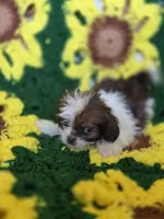 Shih Tzu female , a female Shih Tzu for sale in Avon, IL – Photo 3 of 6