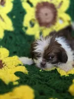 Shih Tzu female , a female Shih Tzu for sale in Avon, IL – Photo 4 of 6