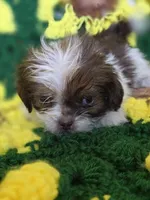 Shih Tzu female , a female Shih Tzu for sale in Avon, IL – Photo 1 of 6