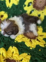 Shih Tzu female , a female Shih Tzu for sale in Avon, IL – Photo 6 of 6