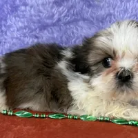 Shih Tzu M1, a male Shih Tzu for sale in Avon, IL – Photo 2 of 2