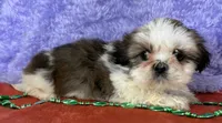 Shih Tzu M1, a male Shih Tzu for sale in Avon, IL – Photo 2 of 2