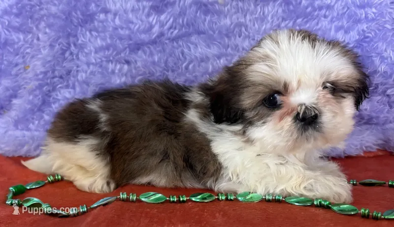 Shih Tzu M1