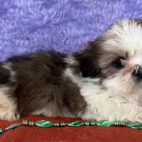Shih Tzu M1, a male Shih Tzu for sale in Avon, IL – Photo 1 of 2