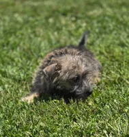 Cairn Terrier Female , a female Cairn Terrier for sale in Avon, IL – 2 of 4