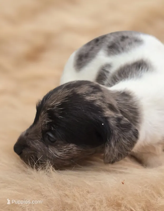 Dapple Piebald Female  – Miniature Dachshund puppy for sale in Avon, IL