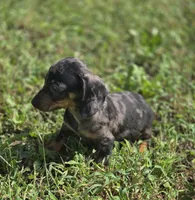Dapple Male 1, a male Miniature Dachshund for sale in Avon, IL – 2 of 6