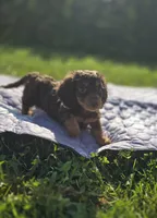 Longhaired Chocolate and Tan Female , a female Miniature Dachshund for sale in Avon, IL – 4 of 5