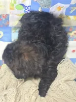 Black Brindle Female Shihpoo , a female Shihpoo for sale in Avon, IL – 3 of 5