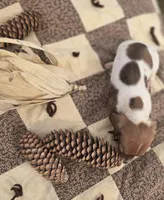 Male 3 Miniature Dachshund , a male Miniature Dachshund for sale in Avon, IL – 5 of 5