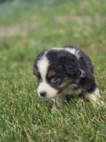 Mini Aussie  Female 1, a female Miniature Australian Shepherd for sale in Avon, IL – 4 of 5