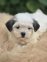 Female Teddy Bear , a female Bichon Frise and Shih Tzu for sale in Avon, IL – 1 of 5