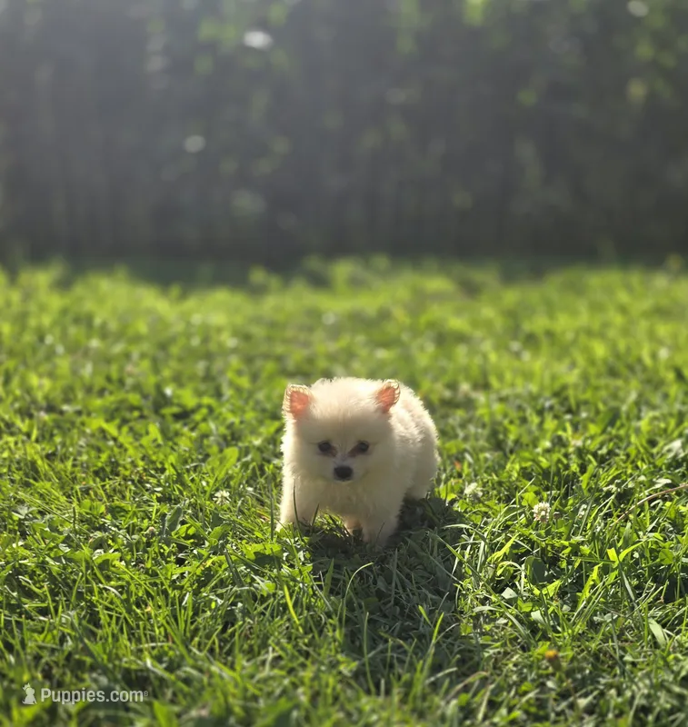 White Female Pomeranian  – Pomeranian puppy for sale in Avon, IL