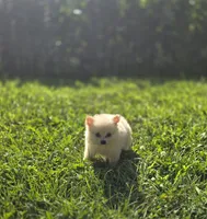 White Female Pomeranian , a female Pomeranian for sale in Avon, IL – 1 of 7