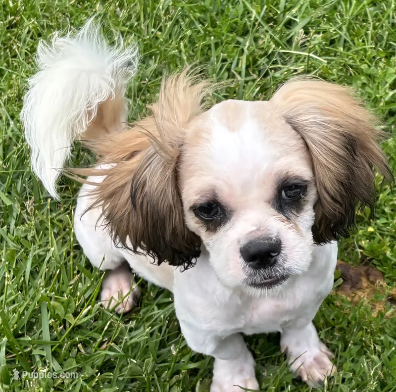 Shih Tzu Male 2 – Shih Tzu puppy for sale in Avon, IL
