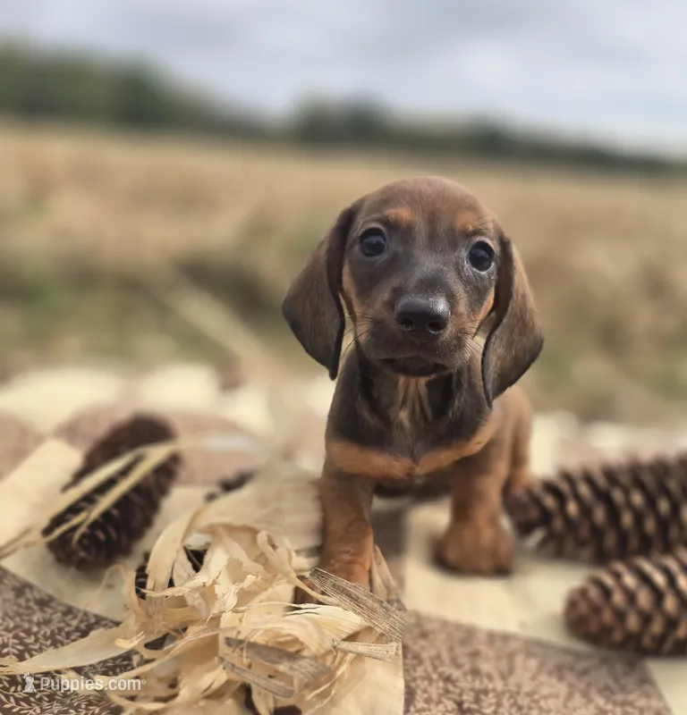 Male Miniature Dachshund  – Miniature Dachshund puppy for sale in Avon, IL