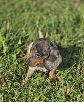  Silver Dapple Piebald Female , a female Miniature Dachshund for sale in Avon, IL – 4 of 8
