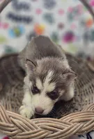 Red and White Female , a male Siberian Husky for sale in Avon, IL – Photo 6 of 6