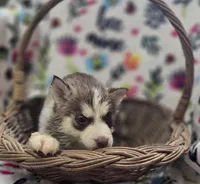 Red and White Female , a male Siberian Husky for sale in Avon, IL – Photo 5 of 6