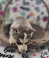 Red and White Female , a male Siberian Husky for sale in Avon, IL – Photo 3 of 6