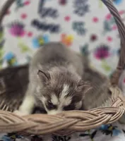 Red and White Female , a male Siberian Husky for sale in Avon, IL – Photo 2 of 6