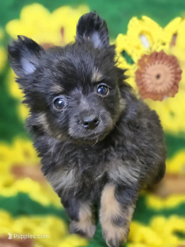 Black and Tan Pomeranian Female  – Pomeranian puppy for sale in Avon, IL
