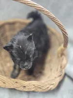 Black and Tan Pomeranian Female , a female Pomeranian for sale in Avon, IL – Photo 3 of 4