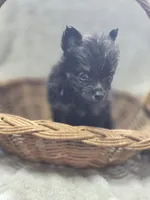 Black and Tan Pomeranian Female , a female Pomeranian for sale in Avon, IL – Photo 1 of 4