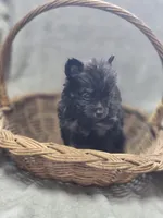 Black and Tan Pomeranian Female , a female Pomeranian for sale in Avon, IL – Photo 2 of 4