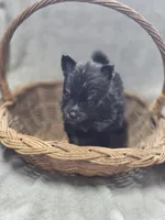 Black and Tan Pomeranian Female , a female Pomeranian for sale in Avon, IL – Photo 4 of 4