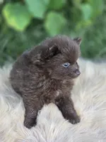 Chocolate Pomeranian Male , a male Pomeranian for sale in Avon, IL – 3 of 4