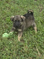 Norwegian Elkhound Male , a male Norwegian Elkhound for sale in Avon, IL – 3 of 4