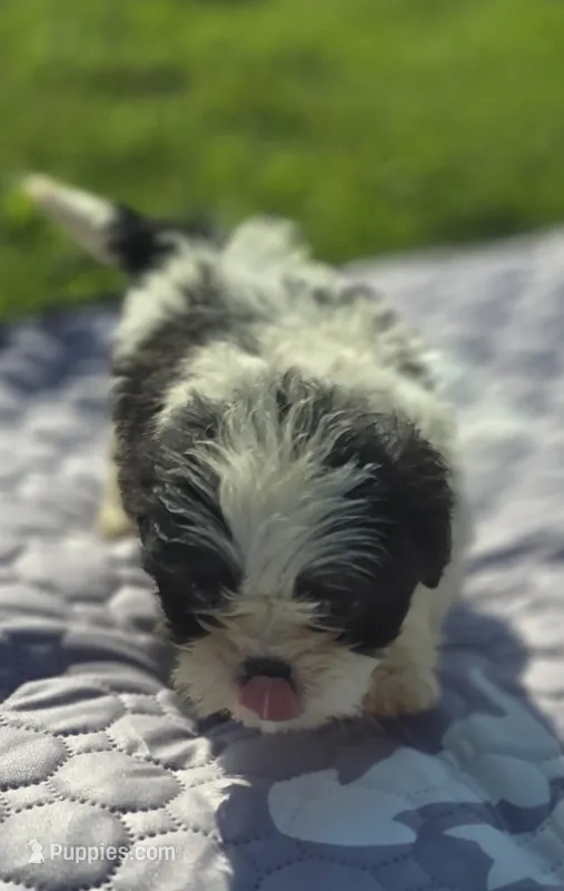 Female Teddy Bear , a female Bichon Frise and Shih Tzu for sale in Avon, IL – 1 of 4