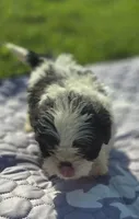 Female Teddy Bear , a female Bichon Frise and Shih Tzu for sale in Avon, IL – 1 of 4