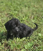 Longhaired Black Male, a male Miniature Dachshund for sale in Avon, IL – 5 of 5