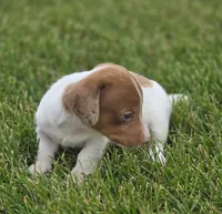 Dapple Piebald Female , a female Miniature Dachshund for sale in Avon, IL – 2 of 5