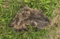 Male Cairn Terrier 2, a male Cairn Terrier for sale in Avon, IL – 3 of 5